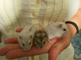 Check spelling or type a new query. Winter White Dwarf Hamster Babies For Sale Dwarf Hamsters For Sale Winter White Hamster Hamsters For Sale