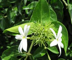 Image result for Jasminum schimperi