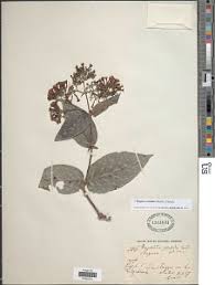 Image result for Rogiera cordata