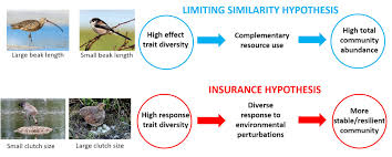 We did not find results for: Lisbeth Hordley On Twitter 5 6 Bou2021 Sesh4 But We Did Find Evidence For The Insurance Hypothesis Where Higher Response Diversity Led To More Stable Community Dynamics In Seed Dispersing Birds But We
