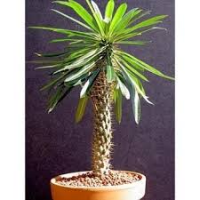 1 Jeune Plant Palmier De Madagascar Pachypodium Lamerei Caudex Succulente Sur Priceminister Cactus And Succulents Cactus Cactus Plants