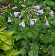 Image result for Cardamine