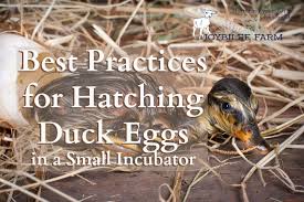 Best Practices For Hatching Duck Eggs In A Small Incubator