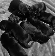 Labrador retrievers are america's most popular companion. Black Lab Puppies For Sale Home Facebook