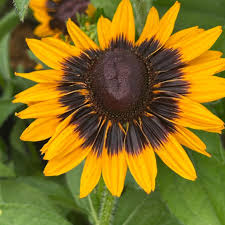 Image result for Rudbeckia hirta