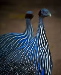 Black And White Striped Bird Feather Pin On Color
