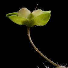 Image result for Veronica abyssinica