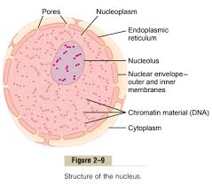 The cell nucleus is regarded as the most prominent organelle when compared to other cell organelles because it accounts for approximately 10 per cent of the total volume of the cell. Nucleus And Nuclear Membrane Physical Structure Of The Cell