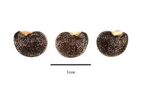 Image result for Corbichonia decumbens