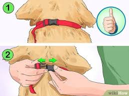 11 steps (with pictures)explore further. How To Put A Gentle Leader On A Dog 11 Steps With Pictures