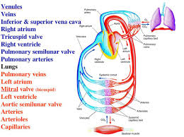 Blood Flow Pulmonary And Systemic Circuits
