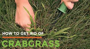 Water the area thoroughly in the late morning and wait until the afternoon to spray. How To Get Rid Of Crabgrass The Easy Way