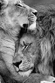 Black And White Lion Wallpaper 4k Pin By Gail Mac Kenzie On Felinos Lion Love Lion Family Animals