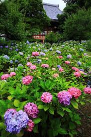 智積院の初夏の紫陽花の彩り 紫陽花 日本庭園 風景