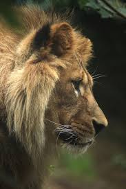 The attribute of lion mainly correspond with strength. Lion Spirit Animal Totem Meaning