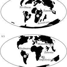 Image result for Raphidiocystis phyllocalyx