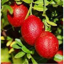 Is the red lime tree about the size of a key lime or does it get larger? Pin On Springs Of Edens