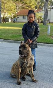 Father is pure bred french mastiff (dogue de bordeux) and mother is half french mastiff and half presa canario. Presa Canario Breeders In Nc Exotic French Bull Dog Breeders In Nc