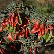Image result for Lessertia pauciflora