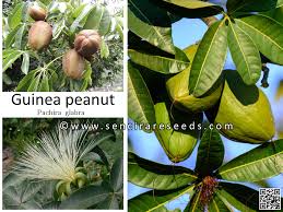 Image result for Pachira glabra