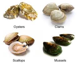 Image Result For Oyster Clam Oysters Plant Eater
