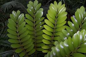 15 piante da appartamento, alte, basse, che hanno bisogno di poca o di tanta luce, ma soprattutto davvero resistenti! Piante Da Appartamento Resistenti Scopriamone Alcune Celano Greenhouse Blog