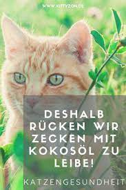 zecken bei katzen wirksamer schutz mit kokosol kittyzon katzen zeckenmittel fur katzen zecken