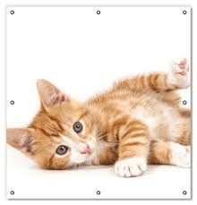 Lichtschutzbild Süße Katze mit großen Augen - rot weiß getigert |  Wallario.de