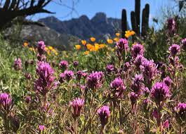 These large desert cacti can grow to between 16 and 23 ft. 5 Lovely Flowers You Can Find Blooming In The Desert Right Now Tucson Life Tucson Com