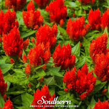 Image result for Celosia elegantissima