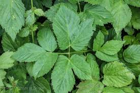 De in mei tot juli bloeiende plant is genoemd naar zijn typische samengestelde bladeren, die vaak bestaan uit 5 tot 7 deelblaadjes. Wilde Planten In Brugge Zevenblad