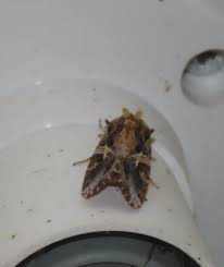 Image result for Euploca katangensis