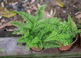 Image result for Arachniodes webbiana