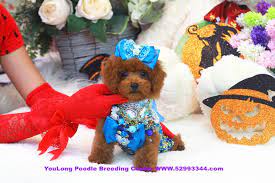 toy poodle おもちゃプードル 장난감푸들 玩具贵宾 玩具貴婦犬 玩具貴賓犬 poodle puppy poodle puppy standard tea cup poodle