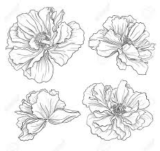 Stock Vector Pfingstrosen Zeichnung Blumen Skizzen Und Blumen Zeichnen