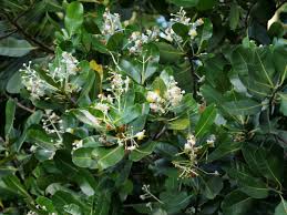 Image result for Calophyllum inophyllum