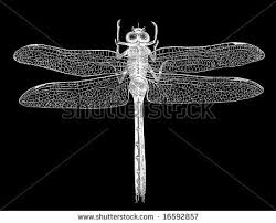 Black Book Winds Of Change Bug Pin By Lisa Humphreys On Insects In 2020 X Ray Stock Photos Photo Editing