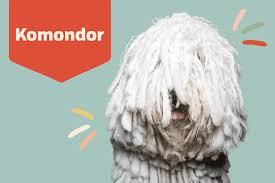 Image result for Komondor