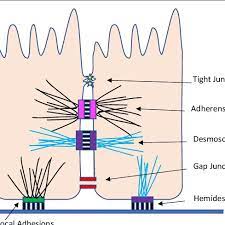Combined with cell adhesion molecules and extracellular matrix, cell junctions help hold animal cells together. Six Major Types Of Cell Junctions In The Intestinal Epithelium 1 Download Scientific Diagram
