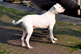 dogo argentino