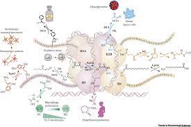 Recently, ptms have begun to receive increased interest. Nothing Is Yet Set In Hi Stone Novel Post Translational Modifications Regulating Chromatin Function Trends In Biochemical Sciences