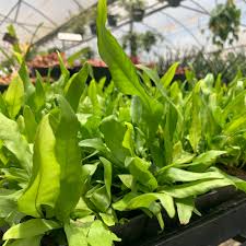 Image result for Microsorum scolopendria