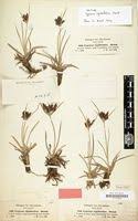 Image result for Cyperus rigidifolius