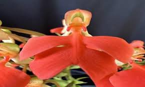 Image result for Habenaria coeloglossoides