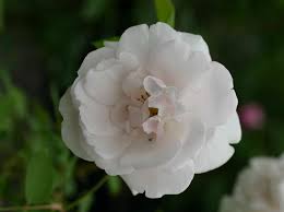 Madame alfred carriere and clematis. Kletterrose Mme Alfred Cariere Expertenwissen Zu Dieser Rose