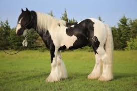 Stallions, mares, colts and more horse coloring pages and sheets to color. Gypsy Vanner Breed Equine Science
