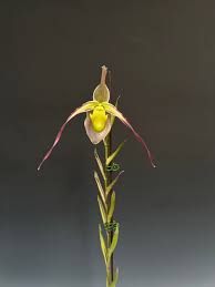 Image result for Aframmi longiradiatum