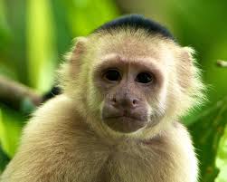 1,240 Corcovado National Park Costa Rica Stock Photos