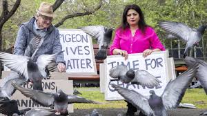 We did not find results for: Adelaide Pigeon Culling Measures Opposed By Samira Fateh The Advertiser
