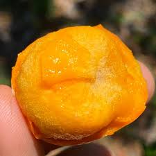 Image result for Garcinia livingstonei